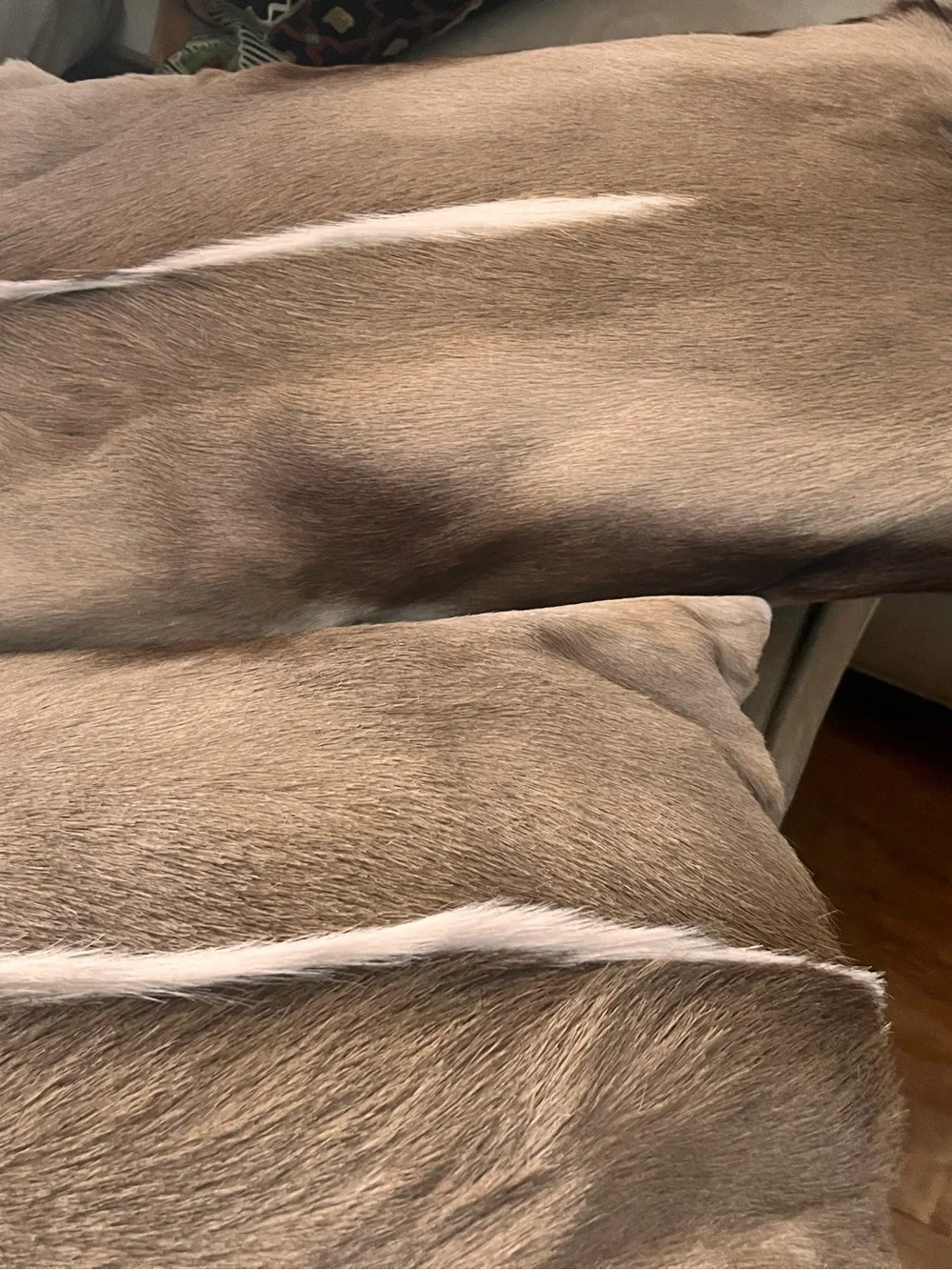 Real antelope accent pillows